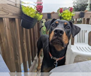 Rotterman Dogs for adoption in White Hall, AR, USA