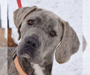 Boxer-Great Dane Mix Dogs for adoption in Huntley, IL, USA