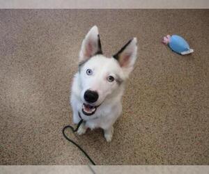 Border Collie-Siberian Husky Mix Dogs for adoption in Springfield, MA, USA