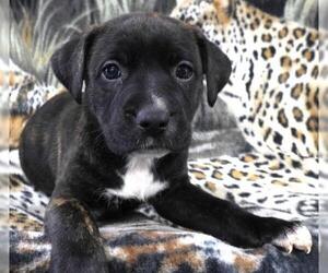 Labrador Retriever-Unknown Mix Dogs for adoption in Thief River Falls, MN, USA