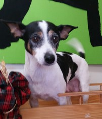 Rat Terrier Dogs for adoption in REDDING, CA, USA