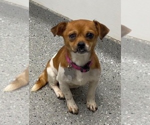 Chug Dogs for adoption in Holly Springs, NC, USA
