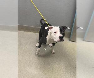 Mutt Dogs for adoption in Las Vegas, NV, USA