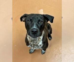 German Shorthaired Lab Dogs for adoption in Bellevue, WA, USA