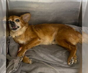 Chihuahua-Unknown Mix Dogs for adoption in San Antonio, TX, USA