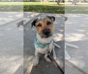 Jack Russell Terrier-Unknown Mix Dogs for adoption in Sanford, FL, USA