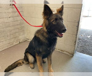 German Shepherd Dog Dogs for adoption in San Bernardino, CA, USA