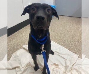 American Pit Bull Terrier-Labrador Retriever Mix Dogs for adoption in Boston, MA, USA