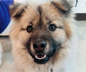 Unknown-pomeranian spitz Mix Dogs for adoption in San Ramon, CA, USA