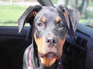 Rottweiler Dogs for adoption in Hampton Bays, NY, USA
