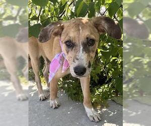 Mutt Dogs for adoption in Tulsa, OK, USA