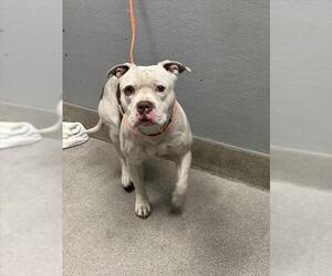 American Pit Bull Terrier-Unknown Mix Dogs for adoption in Las Vegas, NV, USA
