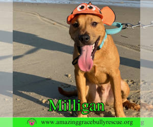 Mutt Dogs for adoption in Pensacola, FL, USA