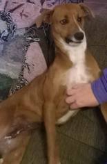 Greyhound Dogs for adoption in Midland, TX, USA