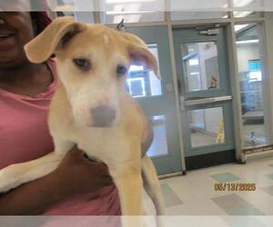 Mutt Dogs for adoption in Oklahoma City, OK, USA