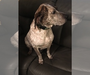 German Shorthaired Pointer Dogs for adoption in bloomington, IL, USA