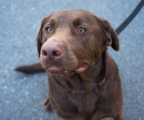 Labrador Retriever Dogs for adoption in Birdsboro, PA, USA