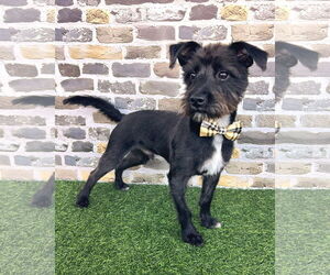 Mutt Dogs for adoption in Corona, CA, USA