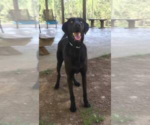 Labmaraner Dogs for adoption in Grafton, WI, USA