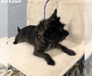 Cairn Terrier Dogs for adoption in Columbia, TN, USA