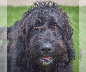 Mutt Dogs for adoption in Huntley, IL, USA