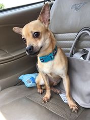 Chihuahua Dogs for adoption in Killeen, TX, USA