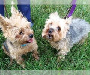 Mutt Dogs for adoption in Manahawkin, NJ, USA