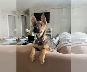 Mutt Dogs for adoption in FRAMINGHAM, MA, USA