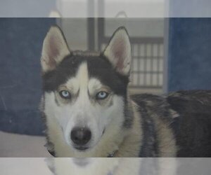 Siberian Husky Dogs for adoption in Fort Collins, CO, USA