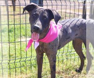 Catahoula Leopard Dog-Unknown Mix Dogs for adoption in San Antonio, TX, USA