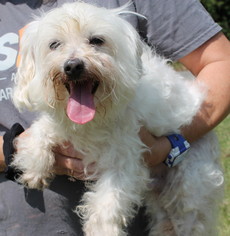 Maltese Dogs for adoption in Prattville, AL, USA