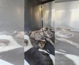 American Staffordshire Terrier-Unknown Mix Dogs for adoption in San Antonio, TX, USA