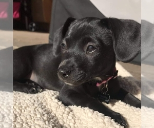 Chiweenie Dogs for adoption in San Martin, CA, USA