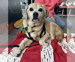 Puggle Dogs for adoption in Clarkston, MI, USA