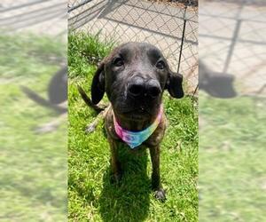 Dutch Shepherd -Unknown Mix Dogs for adoption in Tulsa, OK, USA