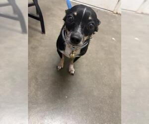Chihuahua Dogs for adoption in Rosenberg, TX, USA