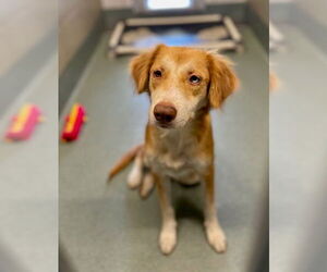 Mutt Dogs for adoption in Baytown, TX, USA