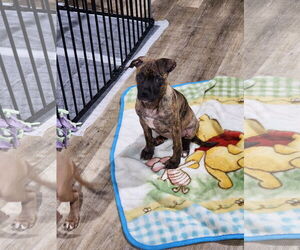 American Staffordshire Terrier-Unknown Mix Dogs for adoption in Marine City, MI, USA