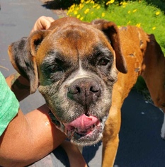 Boxer Dogs for adoption in Pottstown, PA, USA