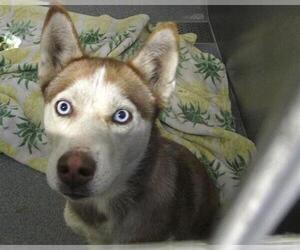 Siberian Husky Dogs for adoption in Orange, CA, USA