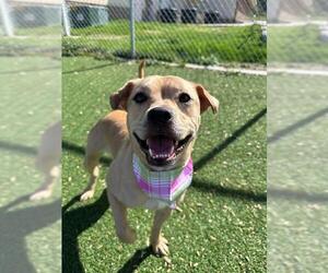 Chinese Shar-Pei-Unknown Mix Dogs for adoption in Fruit Heights, UT, USA