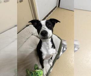 Mutt Dogs for adoption in Chula Vista, CA, USA