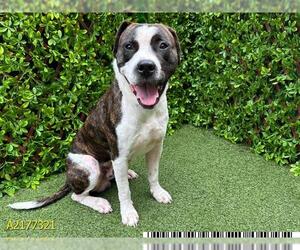 American Pit Bull Terrier Dogs for adoption in West Palm Beach, FL, USA