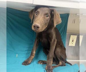 Doberman Pinscher Dogs for adoption in HESPERIA, CA, USA
