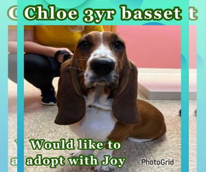 Basset Hound Dogs for adoption in Brookville, OH, USA