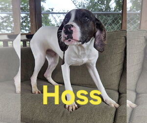 Mutt Dogs for adoption in Martinsburg, WV, USA