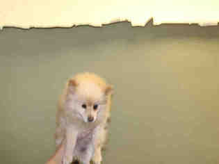 Pomeranian Dogs for adoption in Salt Lake City, UT, USA