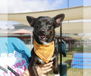 Chihuahua-Unknown Mix Dogs for adoption in San Antonio, TX, USA
