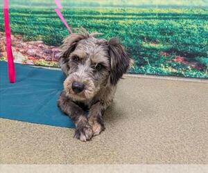 Mutt Dogs for adoption in Moreno Valley, CA, USA