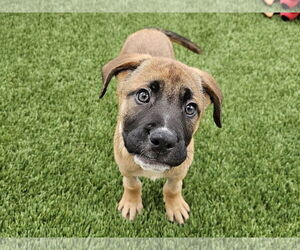 German Shepherd Dog-Unknown Mix Dogs for adoption in Mission Viejo, CA, USA